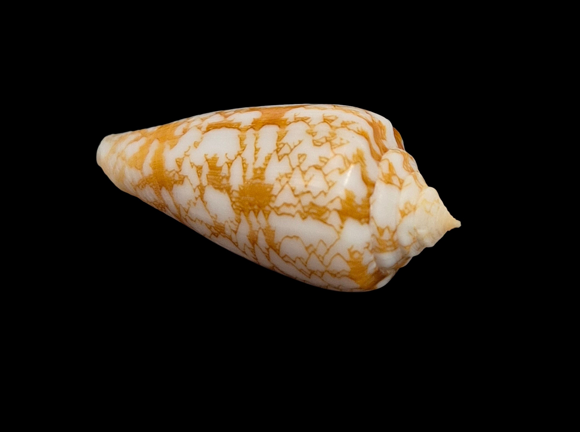 BC450 Conus "species" w/o - Image 3
