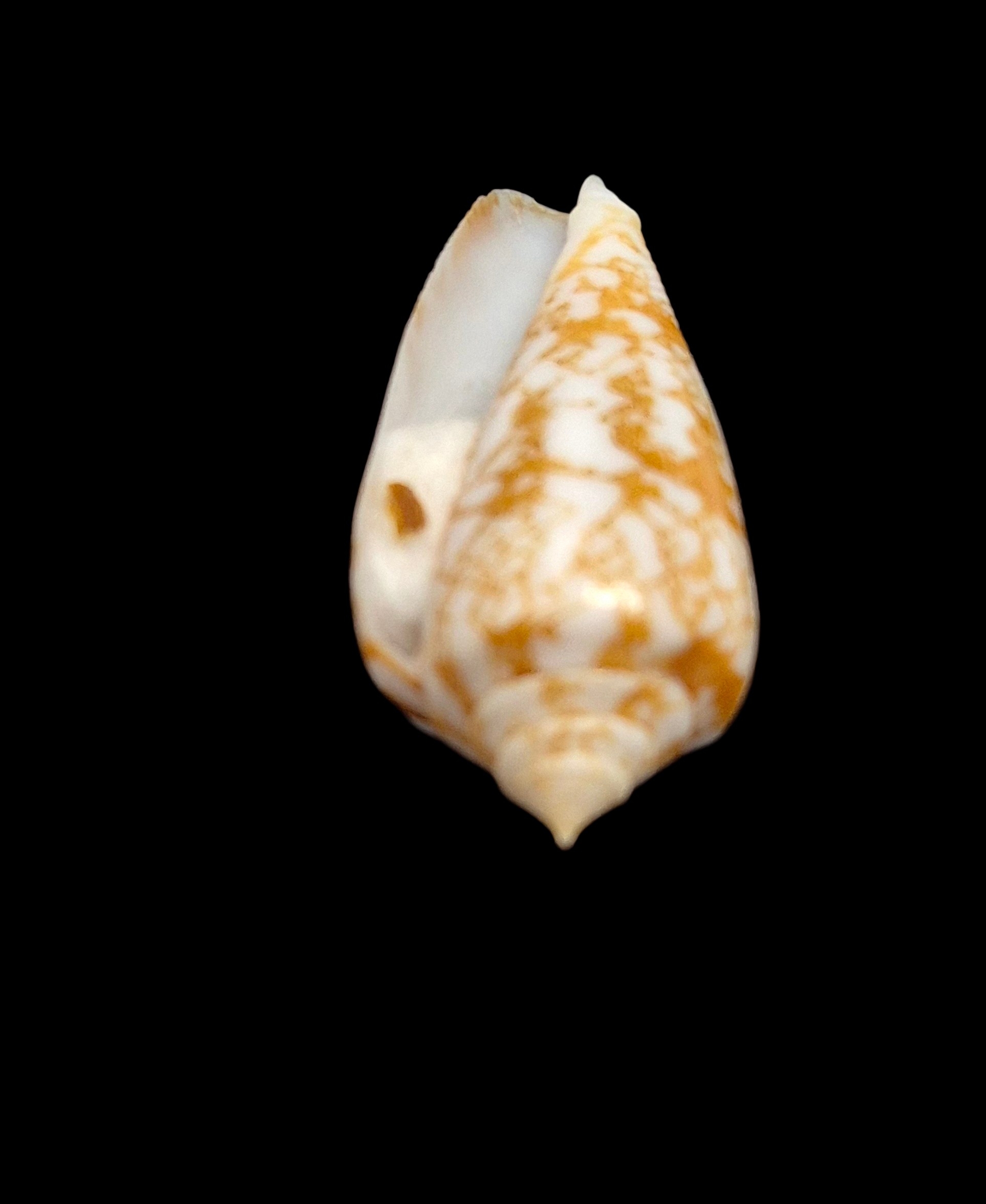 BC450 Conus "species" w/o - Image 4
