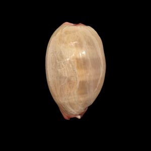 BC415 Austrocypraea reevei - XXL SIZE