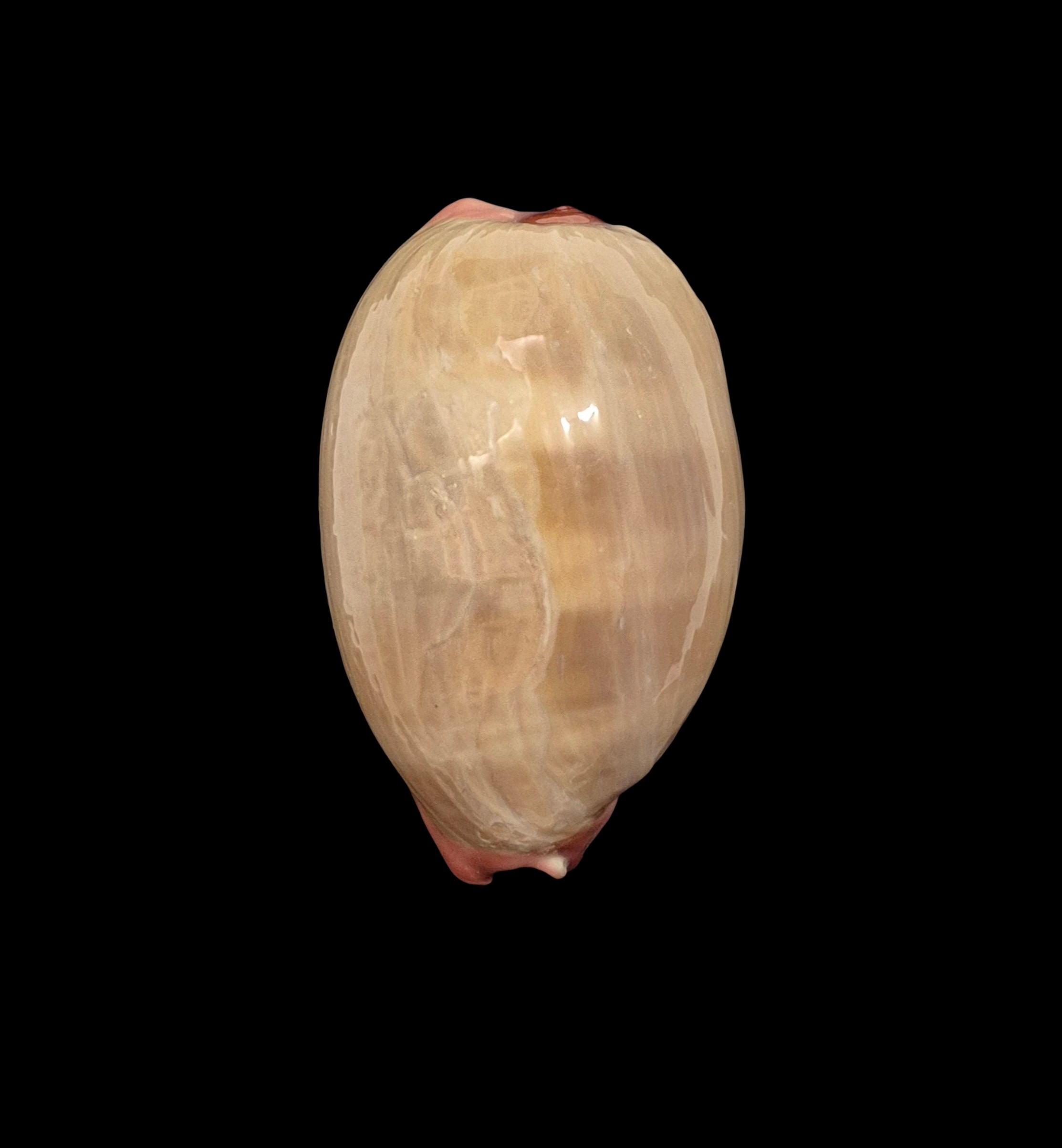 BC415 Austrocypraea reevei - XXL SIZE