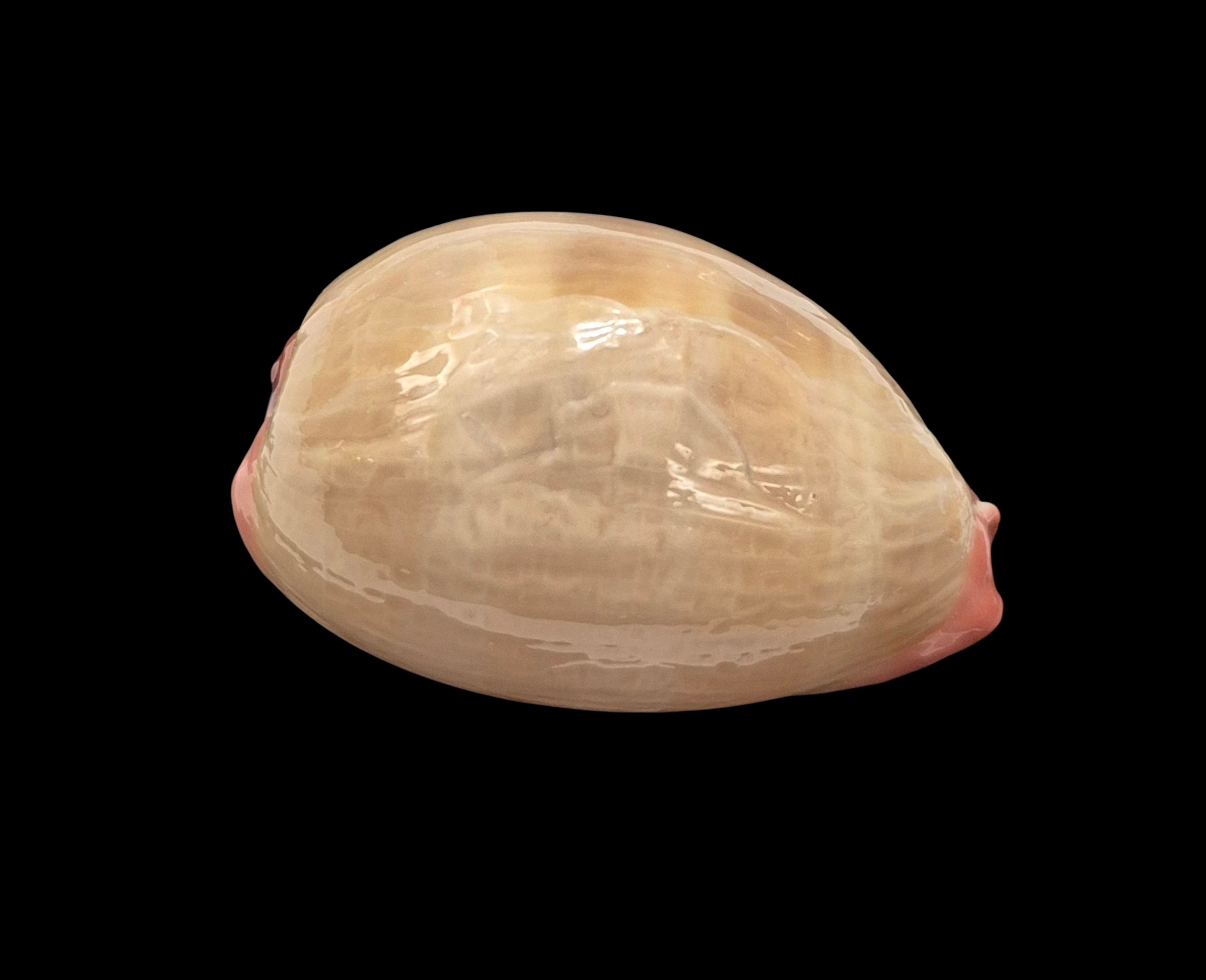 BC415 Austrocypraea reevei - XXL SIZE - Image 2