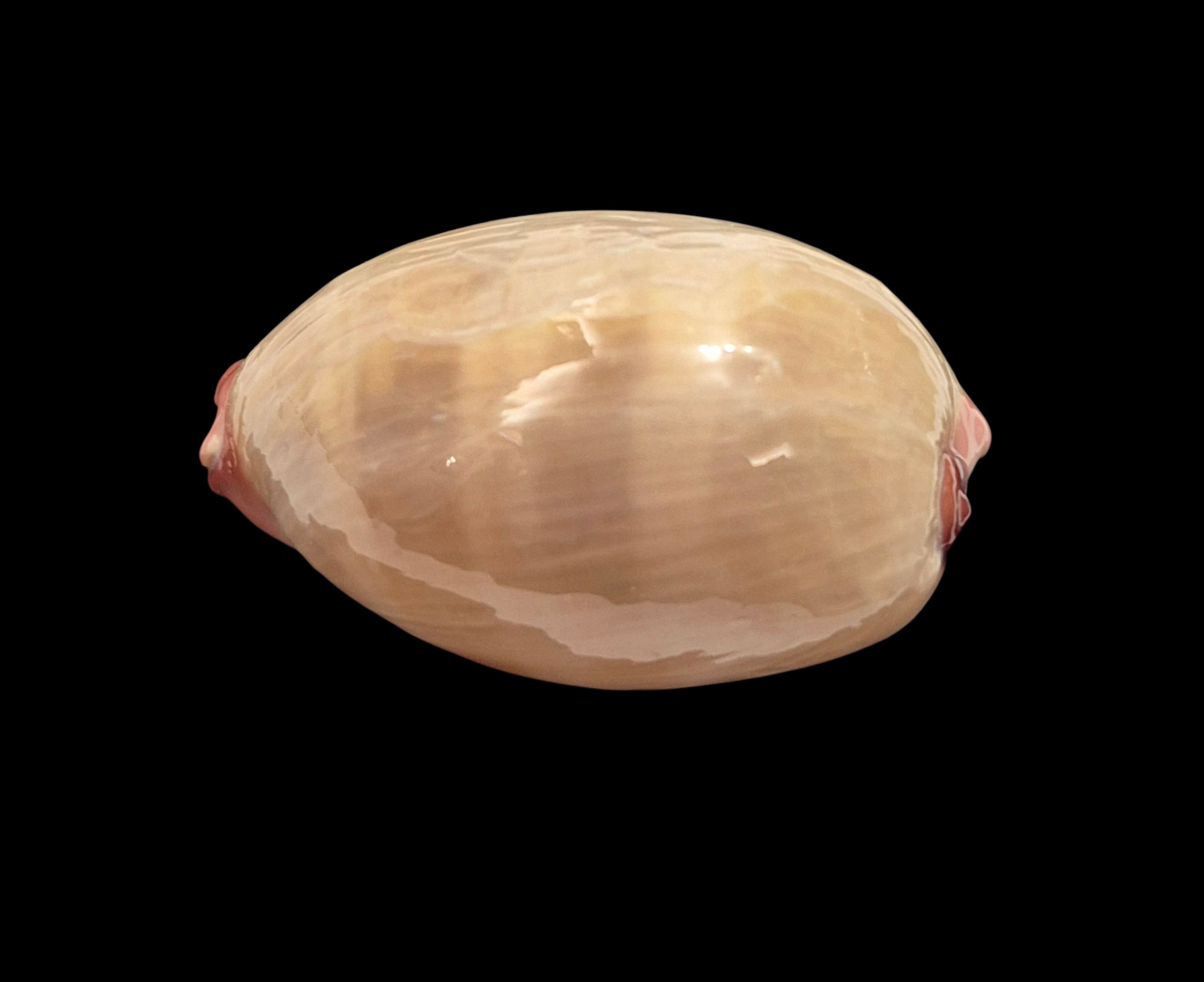 BC415 Austrocypraea reevei - XXL SIZE - Image 4