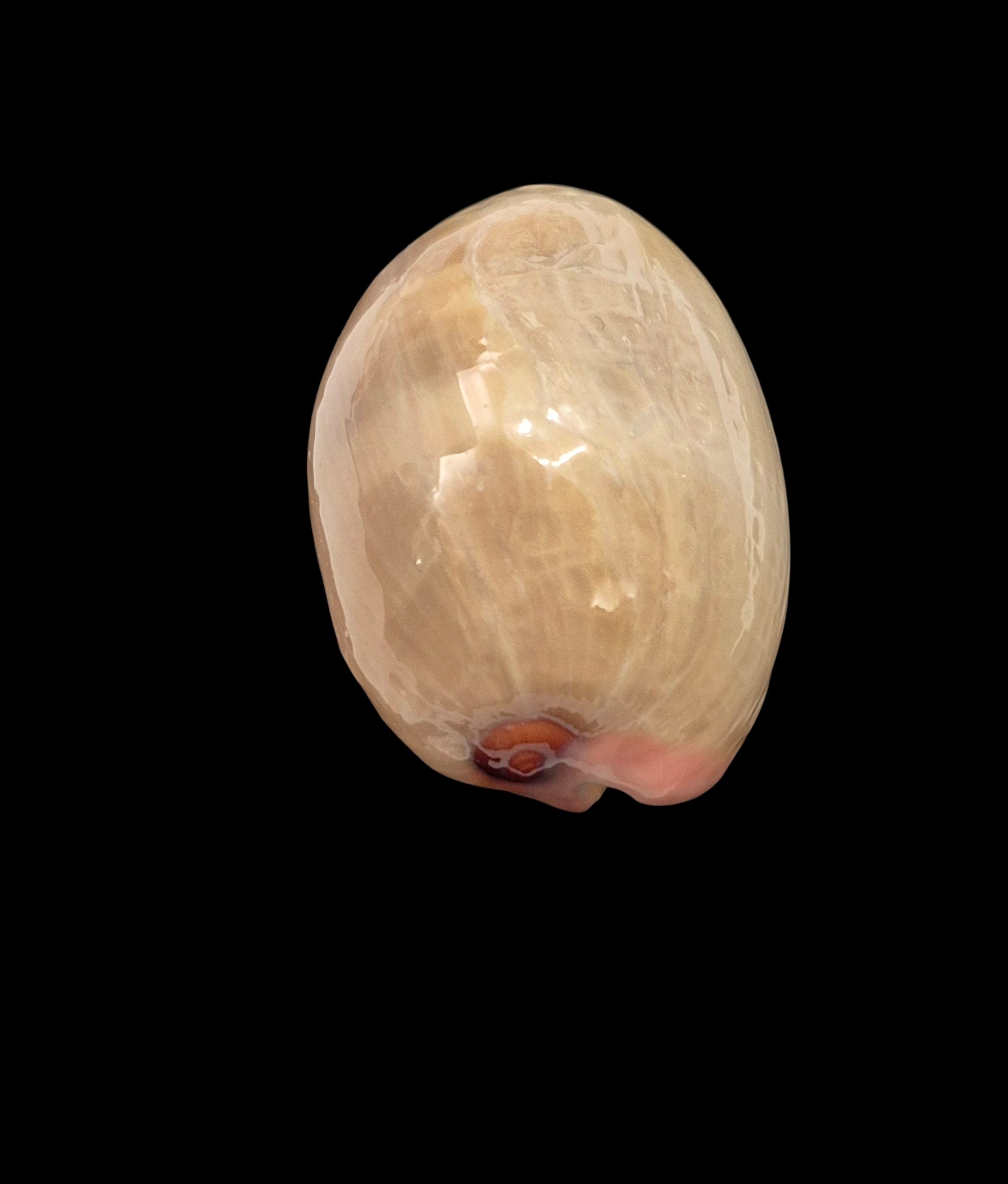 BC415 Austrocypraea reevei - XXL SIZE - Image 5