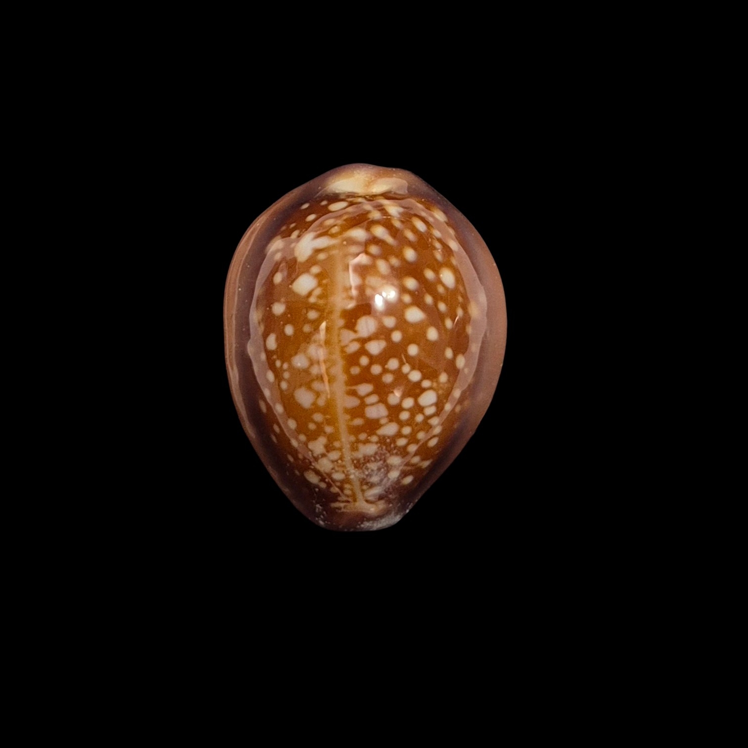 BC443 Naria englerti
