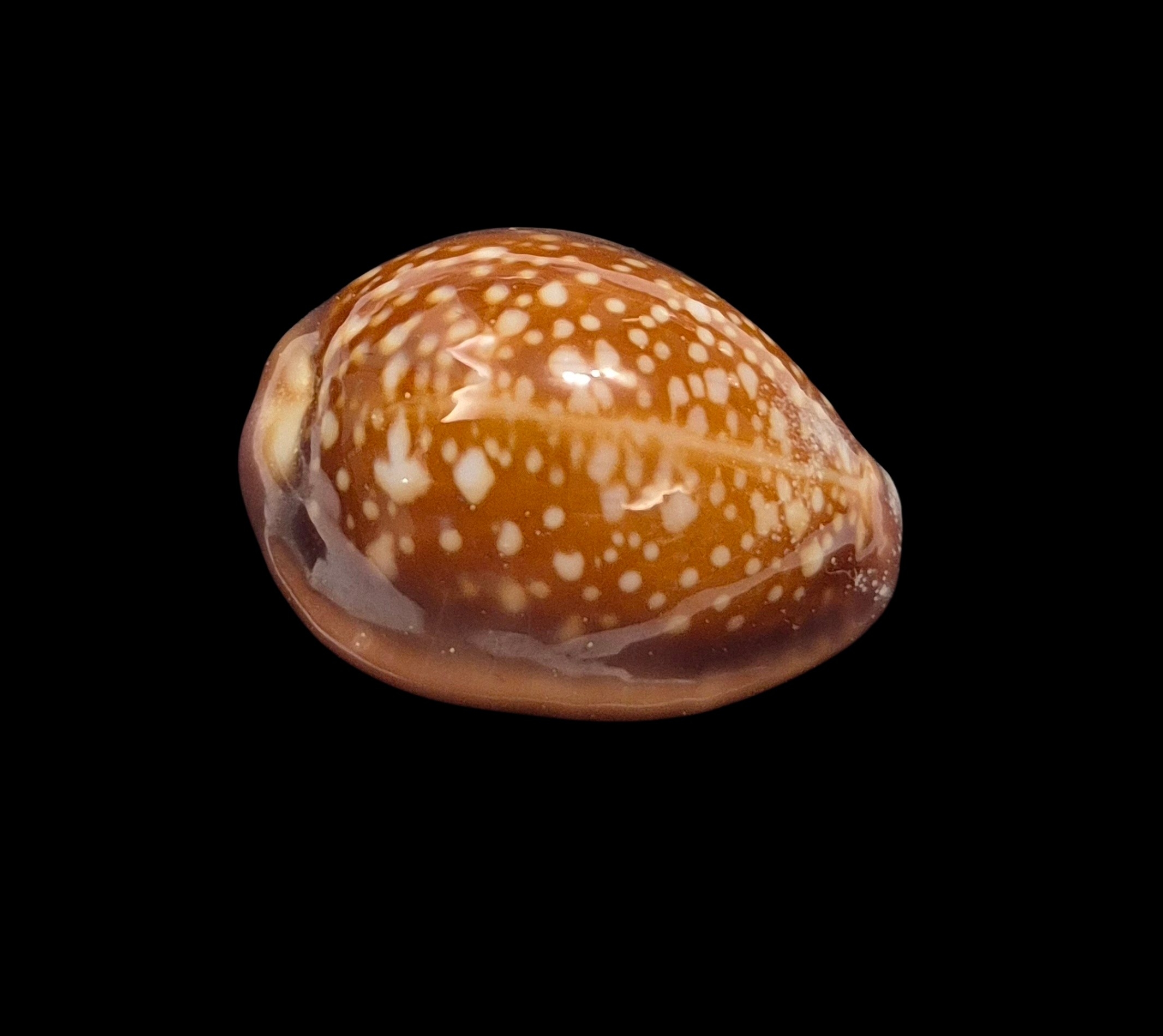 BC443 Naria englerti - Image 3