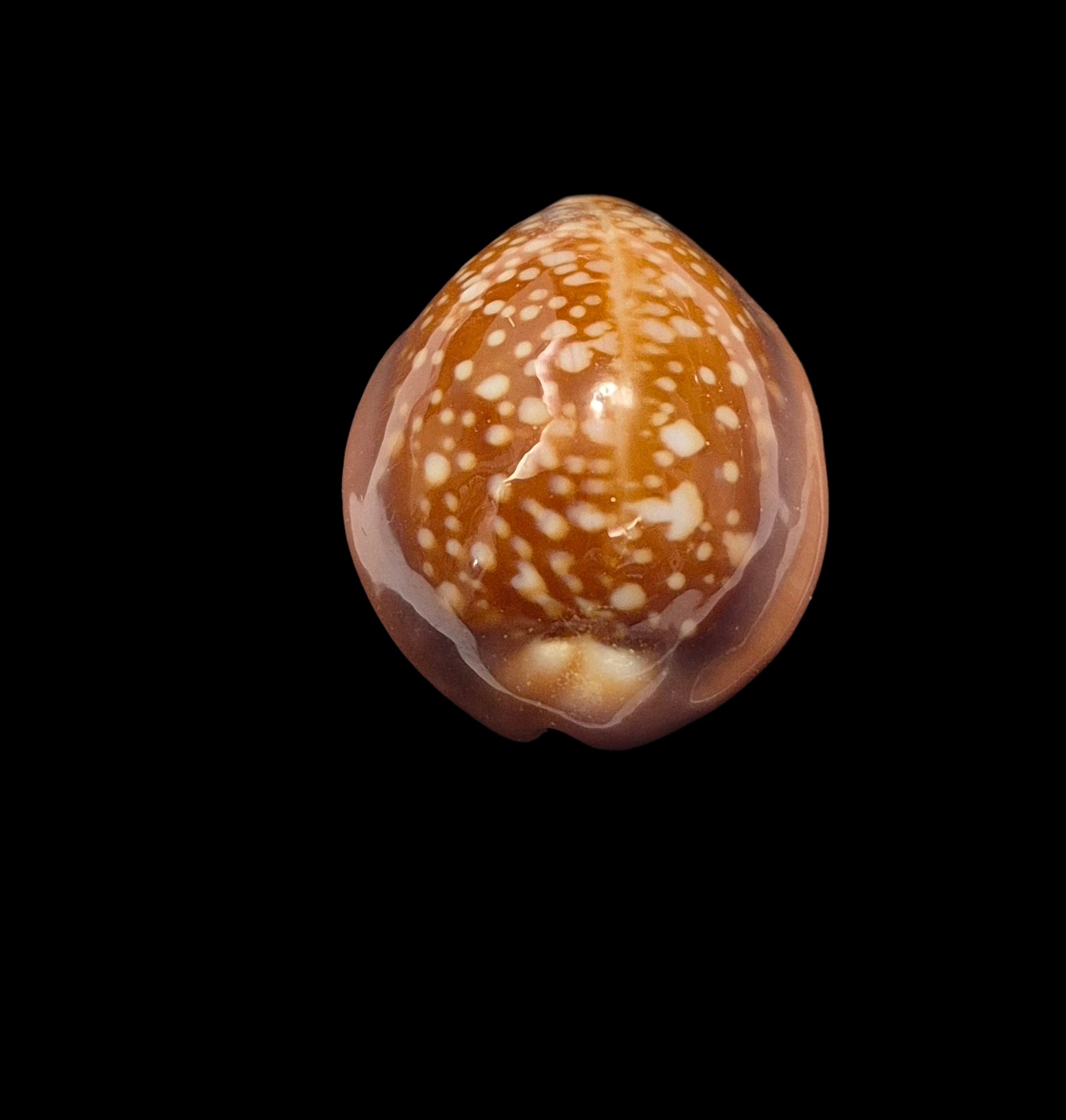 BC443 Naria englerti - Image 5