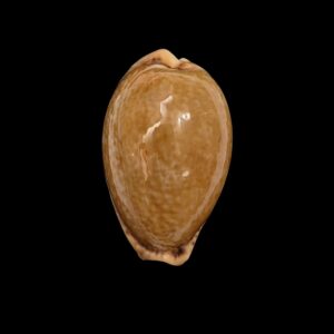 BC444 Naria spurca - BIG SIZE