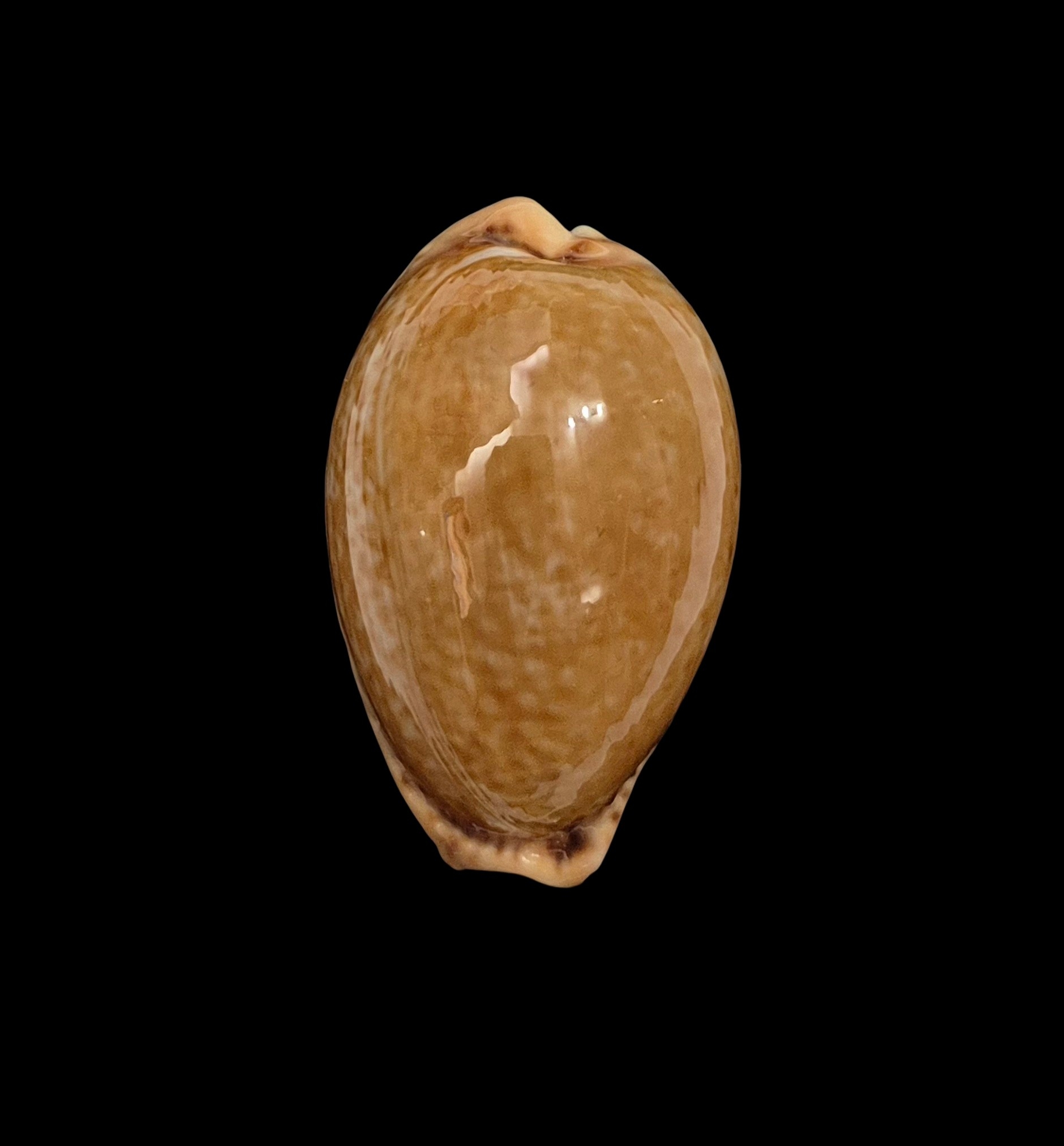 BC444 Naria spurca - BIG SIZE