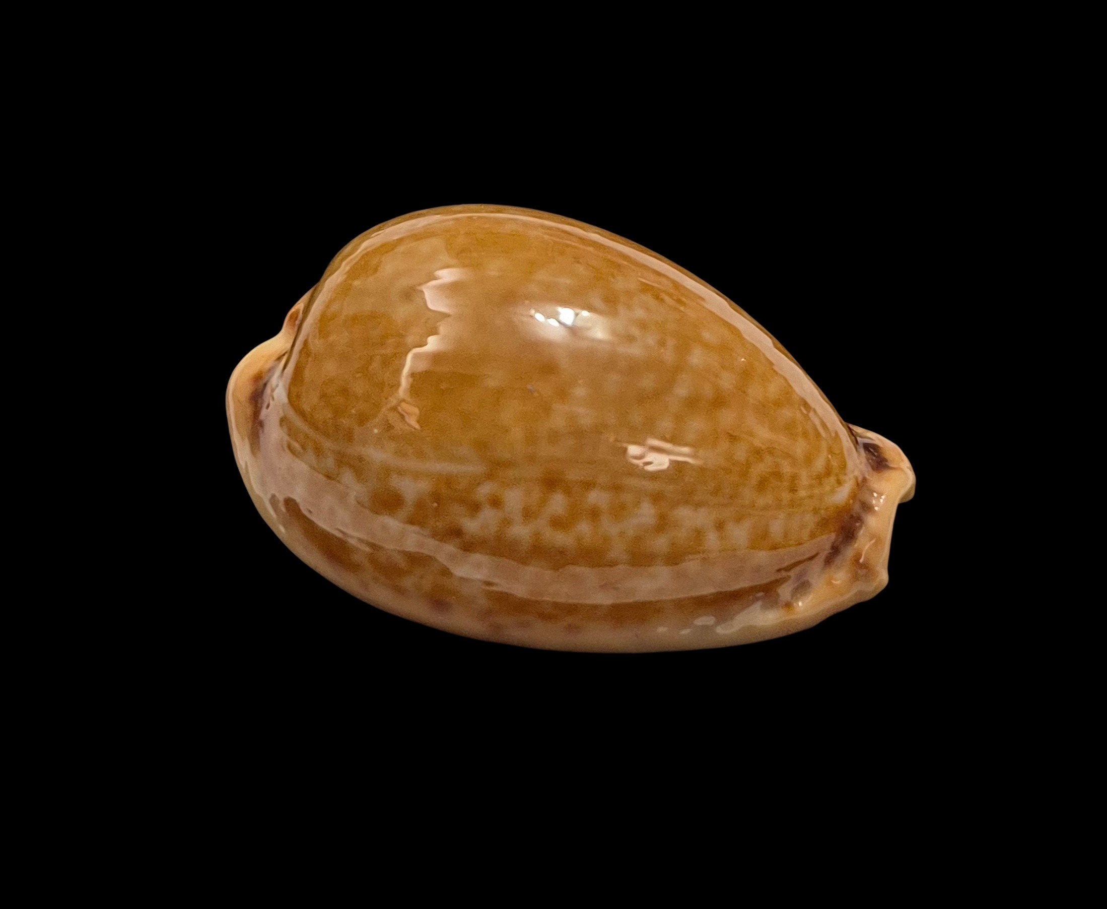 BC444 Naria spurca - BIG SIZE - Image 3