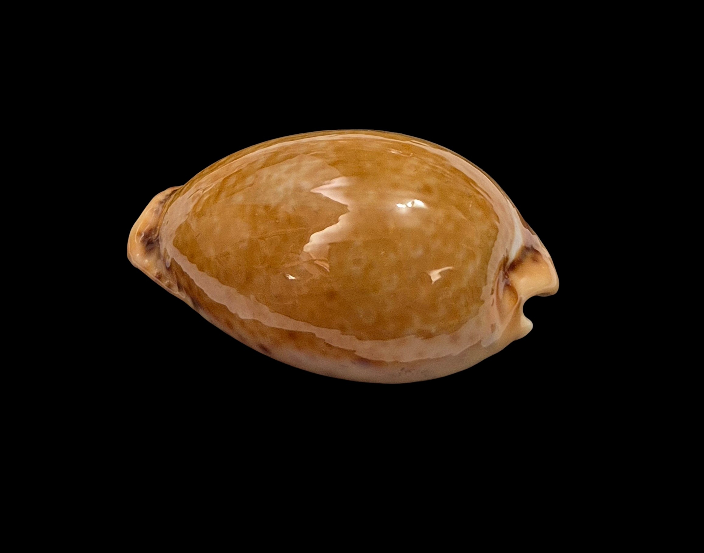 BC444 Naria spurca - BIG SIZE - Image 4