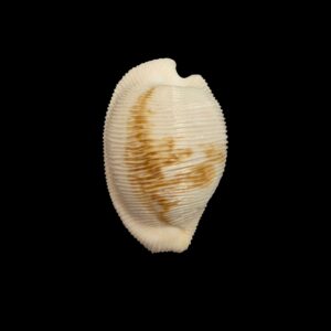 BC449 Cypraeovula capensis cineracea