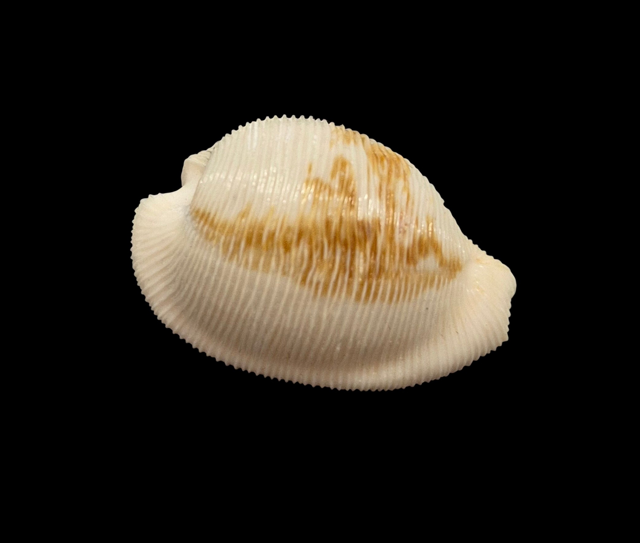 BC449 Cypraeovula capensis cineracea - Image 2