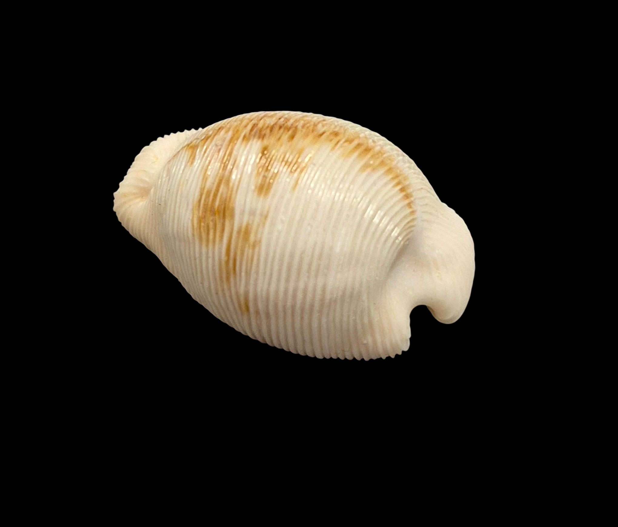 BC449 Cypraeovula capensis cineracea - Image 3