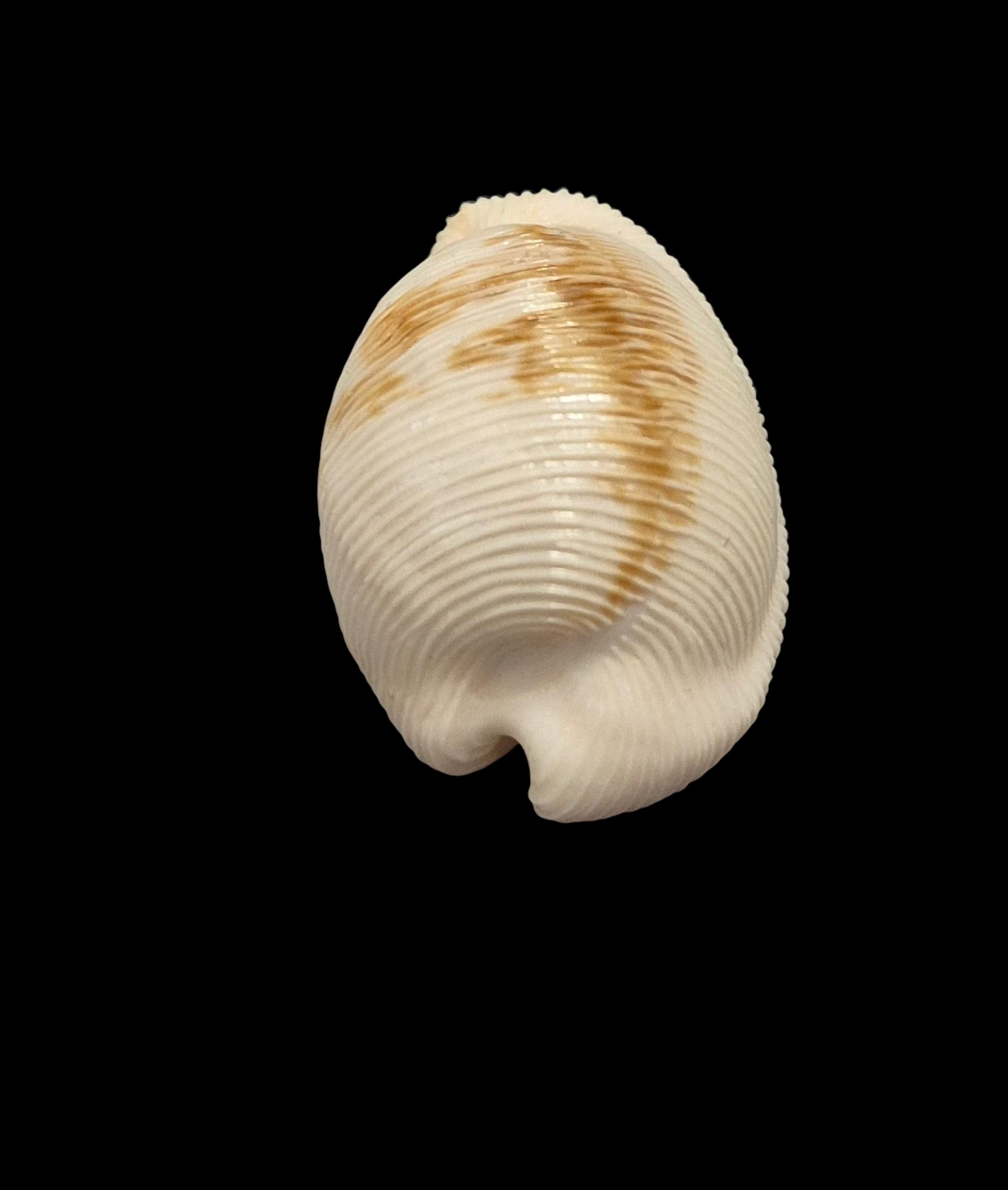 BC449 Cypraeovula capensis cineracea - Image 4