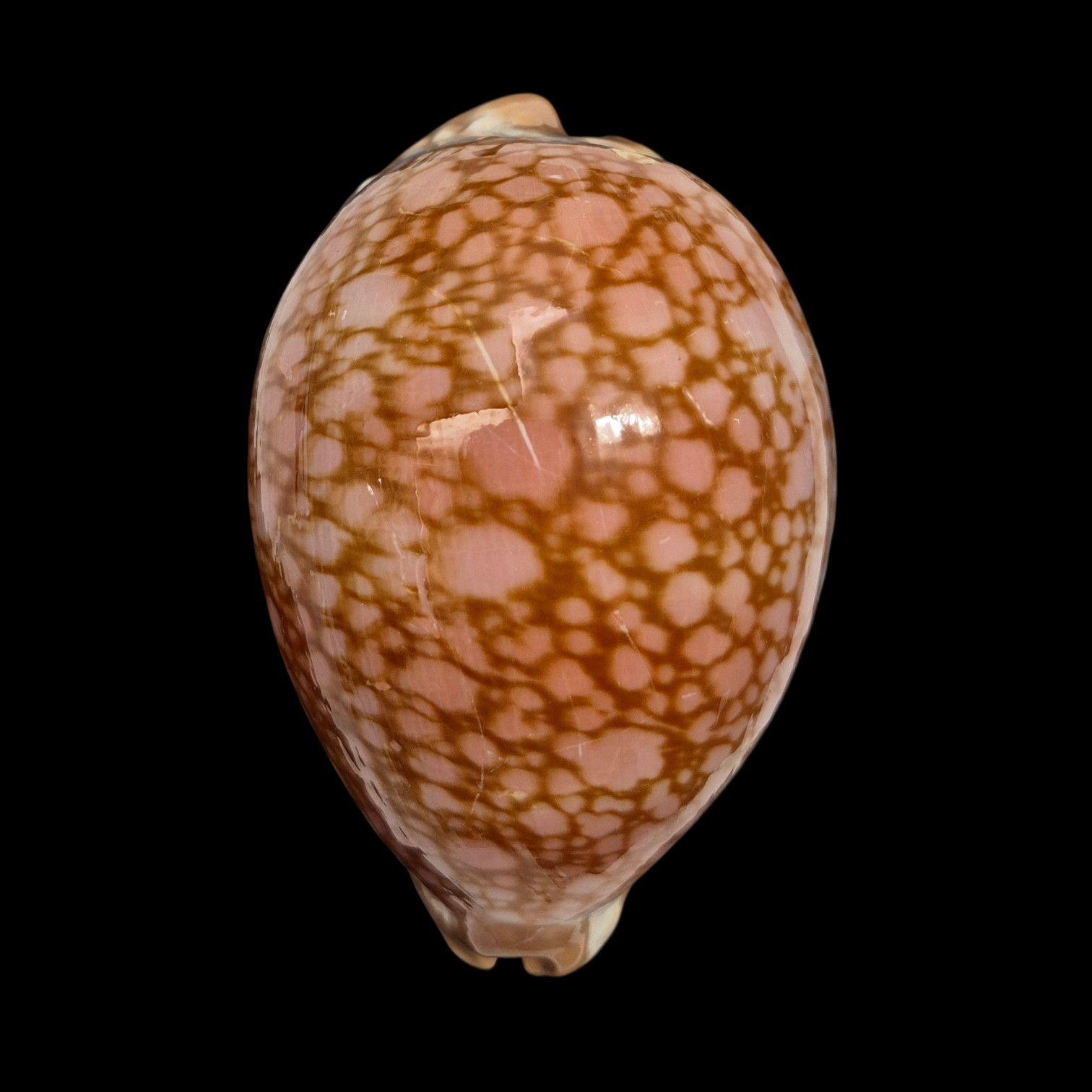 BC429 Lyncina broderipii - MASTODONTIC