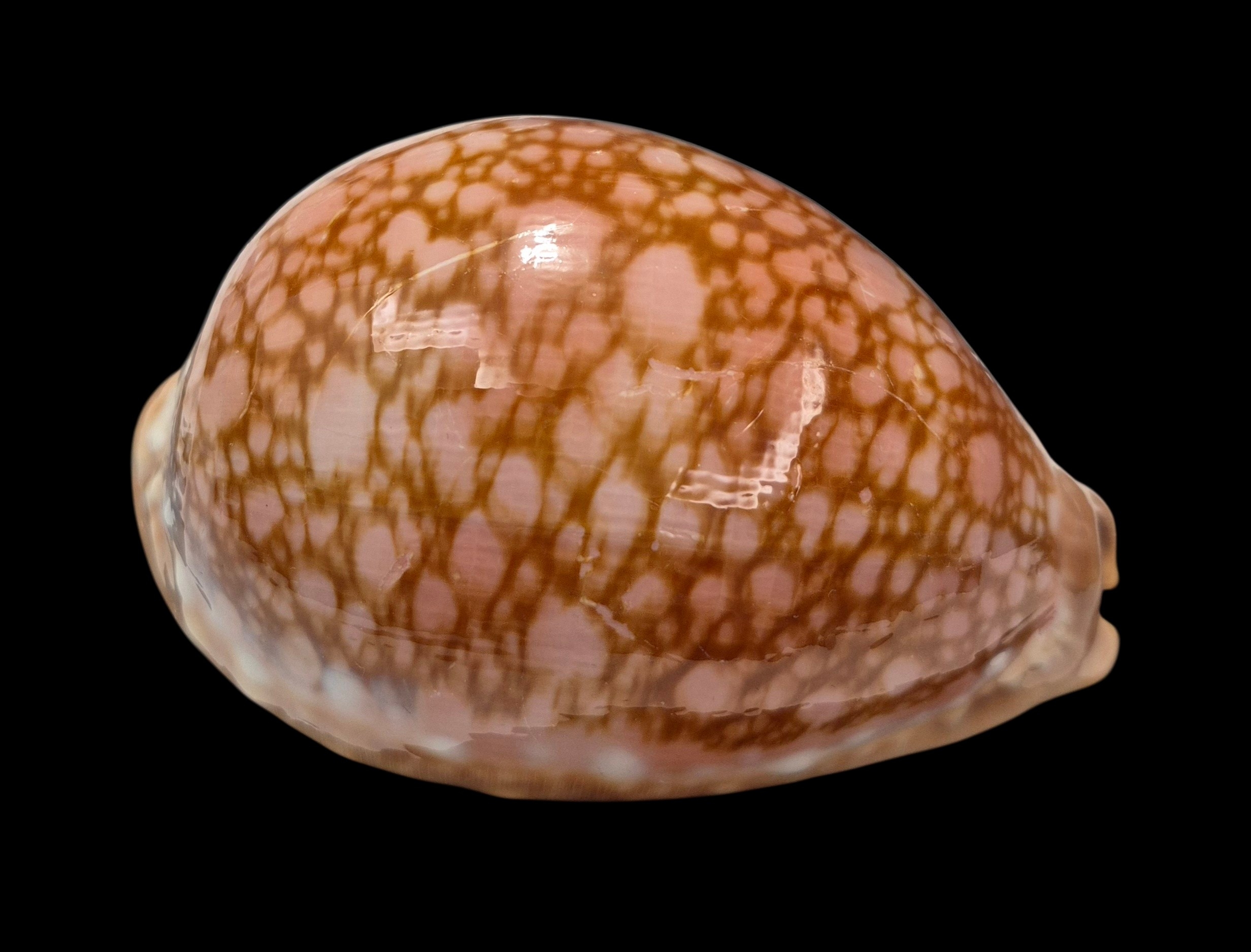 BC429 Lyncina broderipii - MASTODONTIC - Image 2