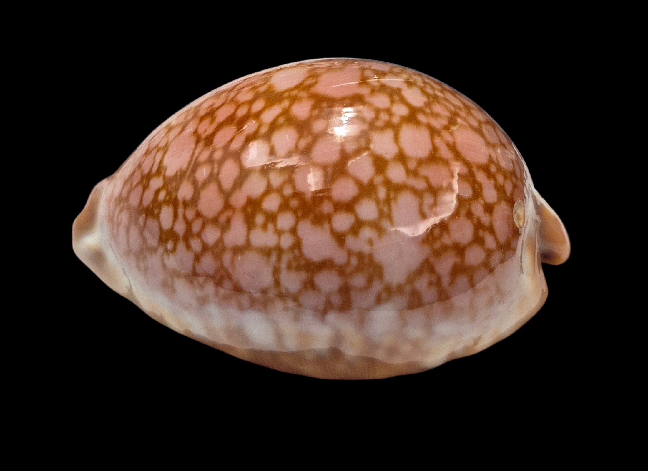 BC429 Lyncina broderipii - MASTODONTIC - Image 3