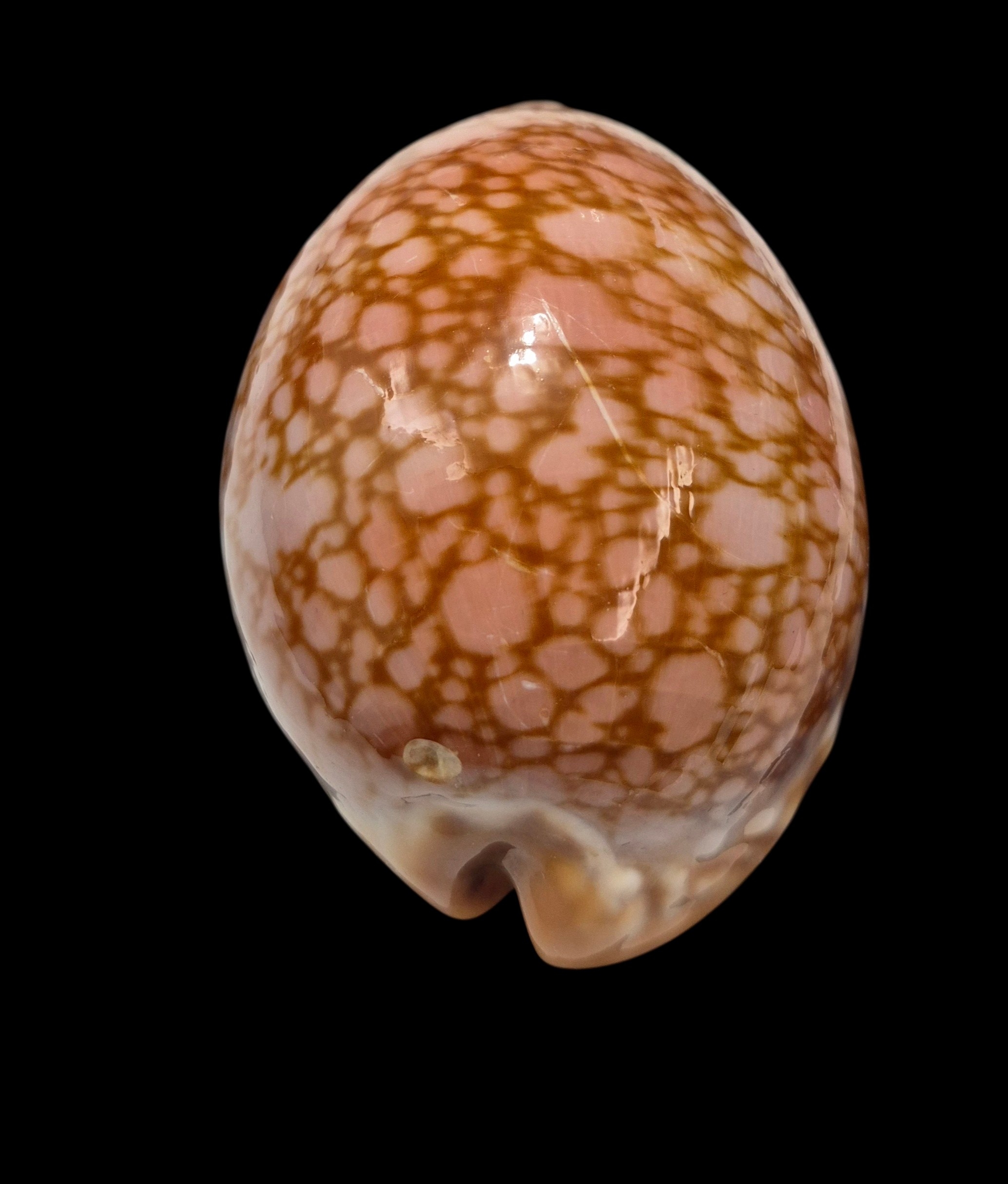 BC429 Lyncina broderipii - MASTODONTIC - Image 5