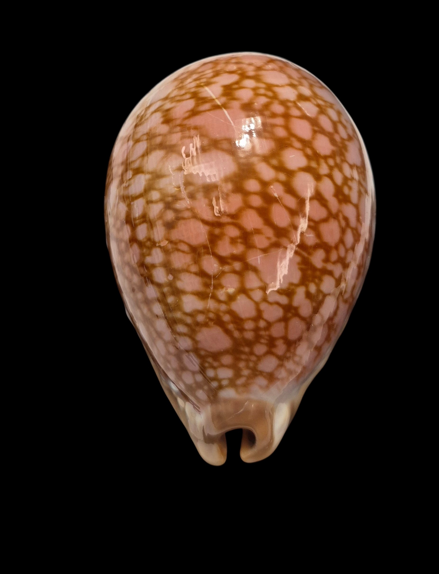 BC429 Lyncina broderipii - MASTODONTIC - Image 6
