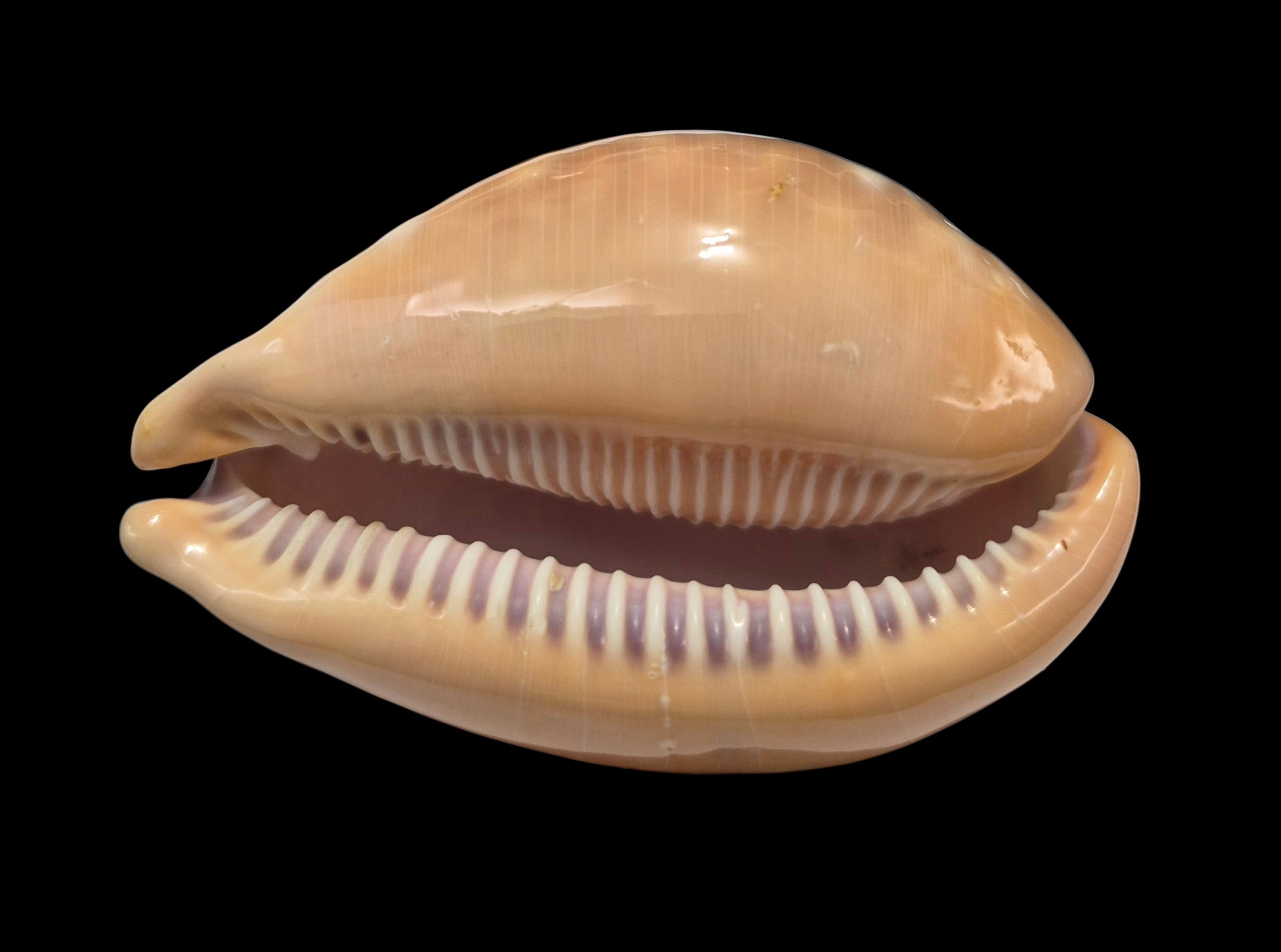 BC429 Lyncina broderipii - MASTODONTIC - Image 4