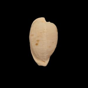 BC421 Cypraeovula capensis profundorum
