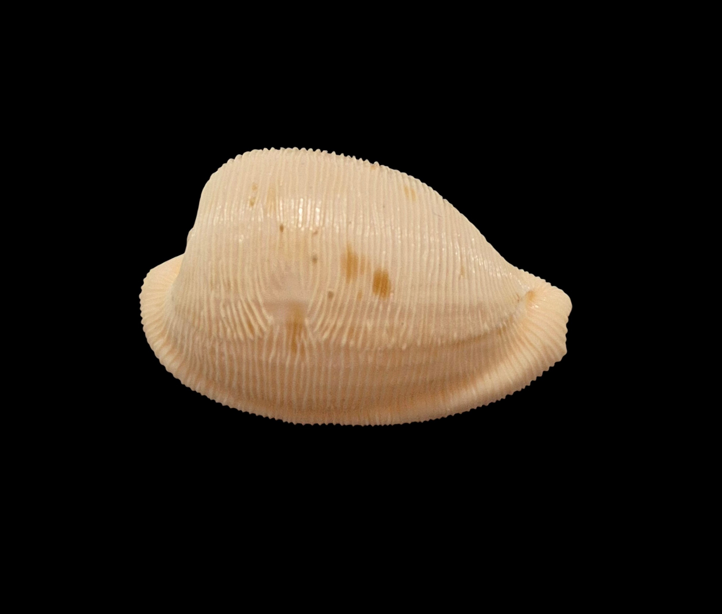 BC421 Cypraeovula capensis profundorum - Image 2