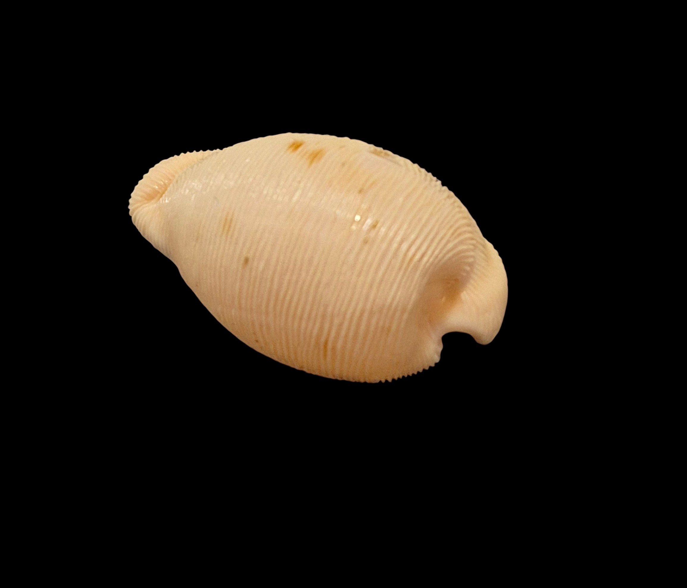 BC421 Cypraeovula capensis profundorum - Image 3