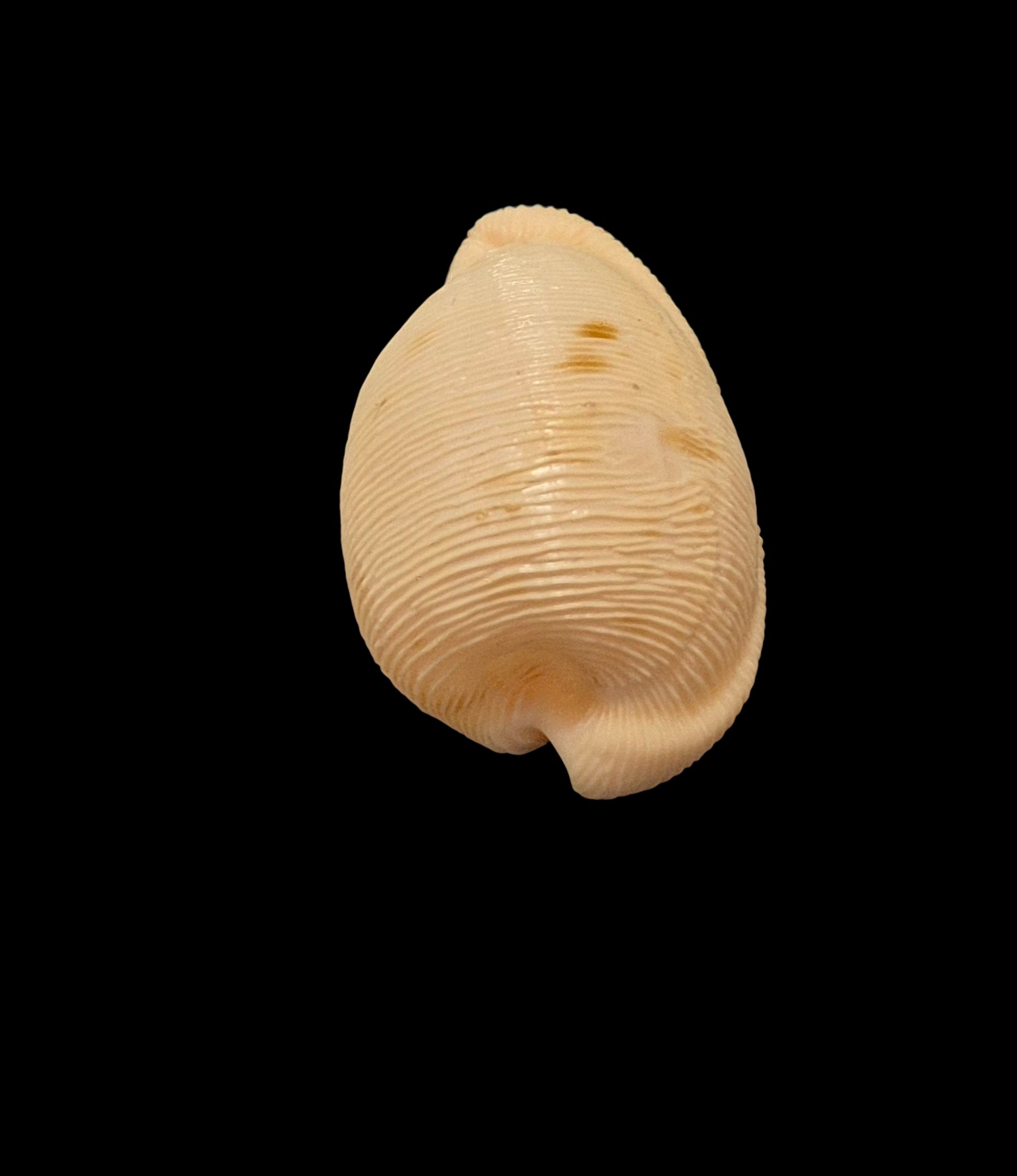 BC421 Cypraeovula capensis profundorum - Image 4