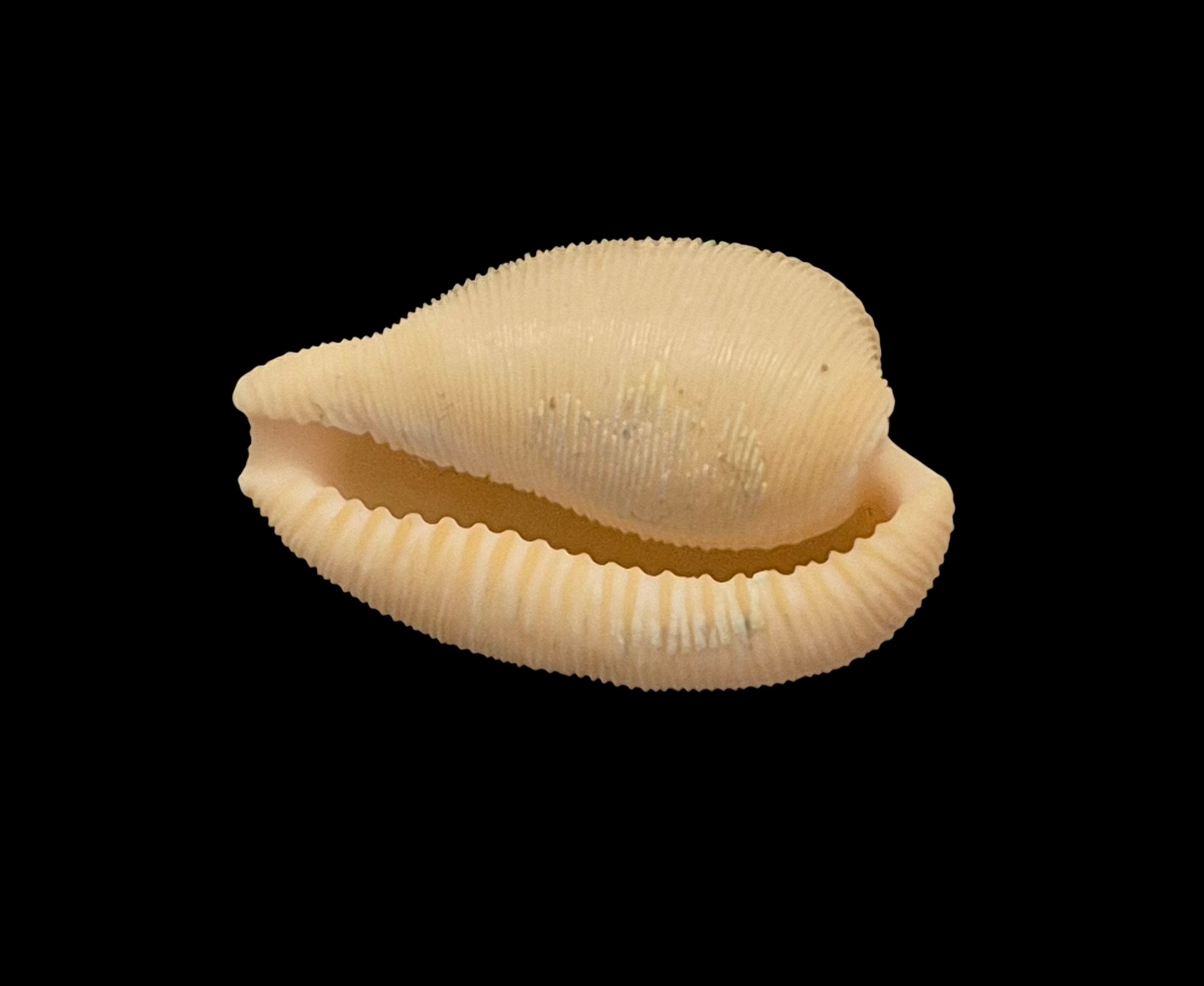 BC421 Cypraeovula capensis profundorum - Image 5