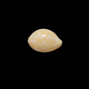 BC442 Annepona mariae - GOOD SIZE