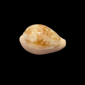 BC415 Zonaria angelicae - XL SIZE