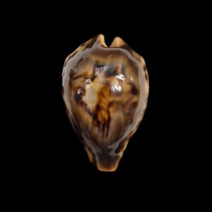 BC001 Barycypraea fultoni fultoni - A LITTLE JEWEL