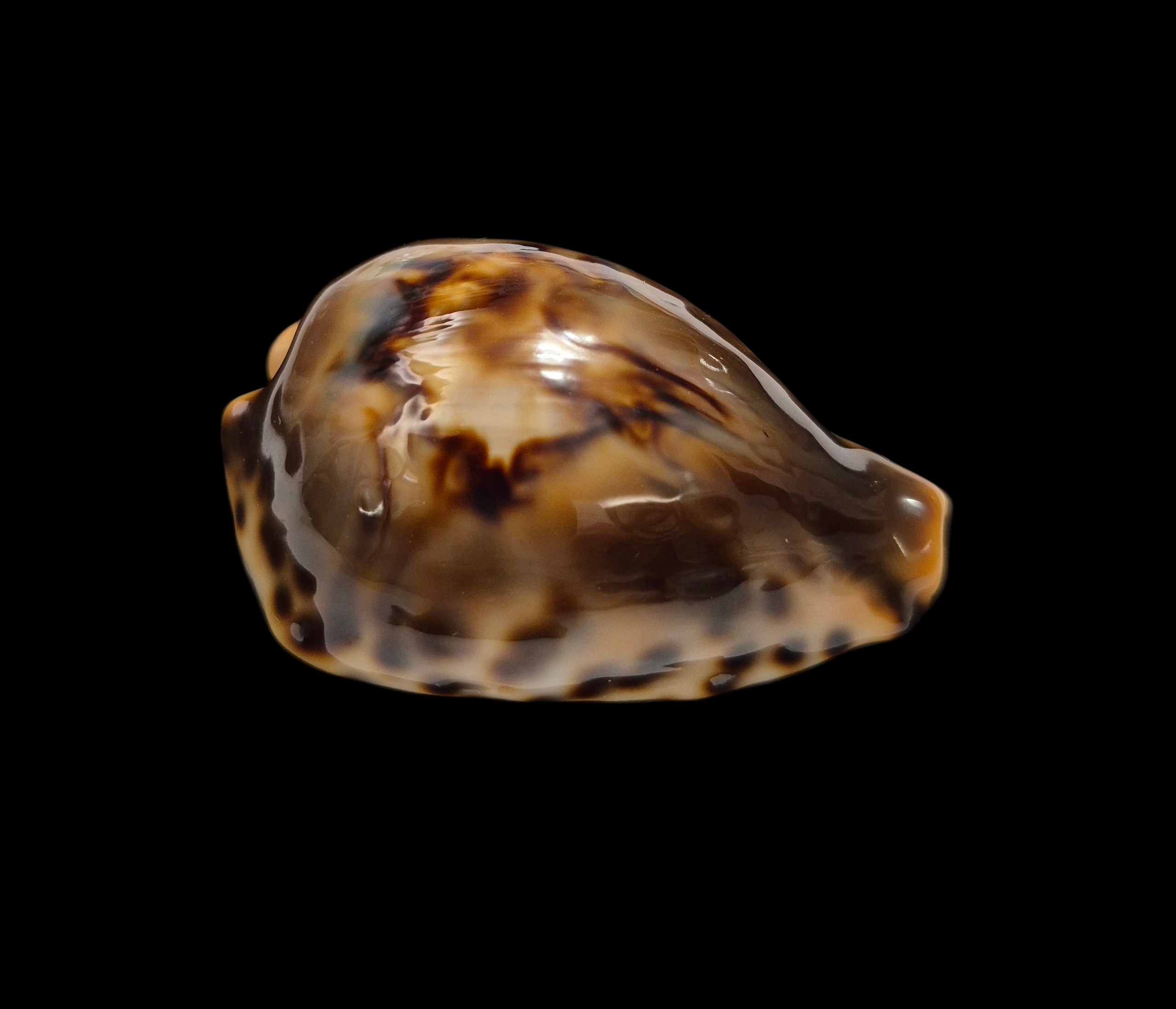 BC001 Barycypraea fultoni fultoni - A LITTLE JEWEL - Image 2