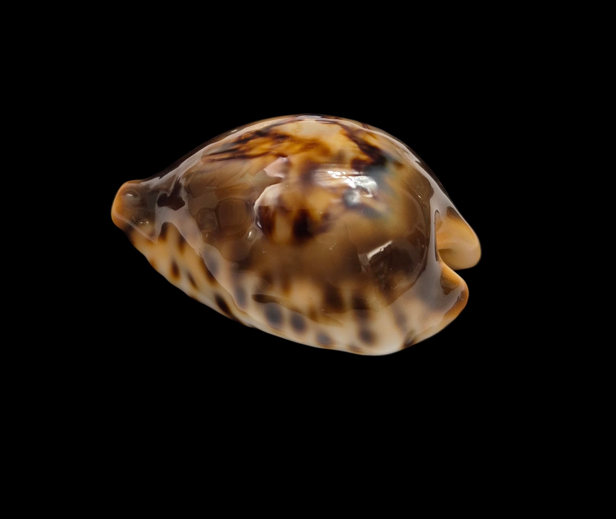 BC001 Barycypraea fultoni fultoni - A LITTLE JEWEL - Image 3