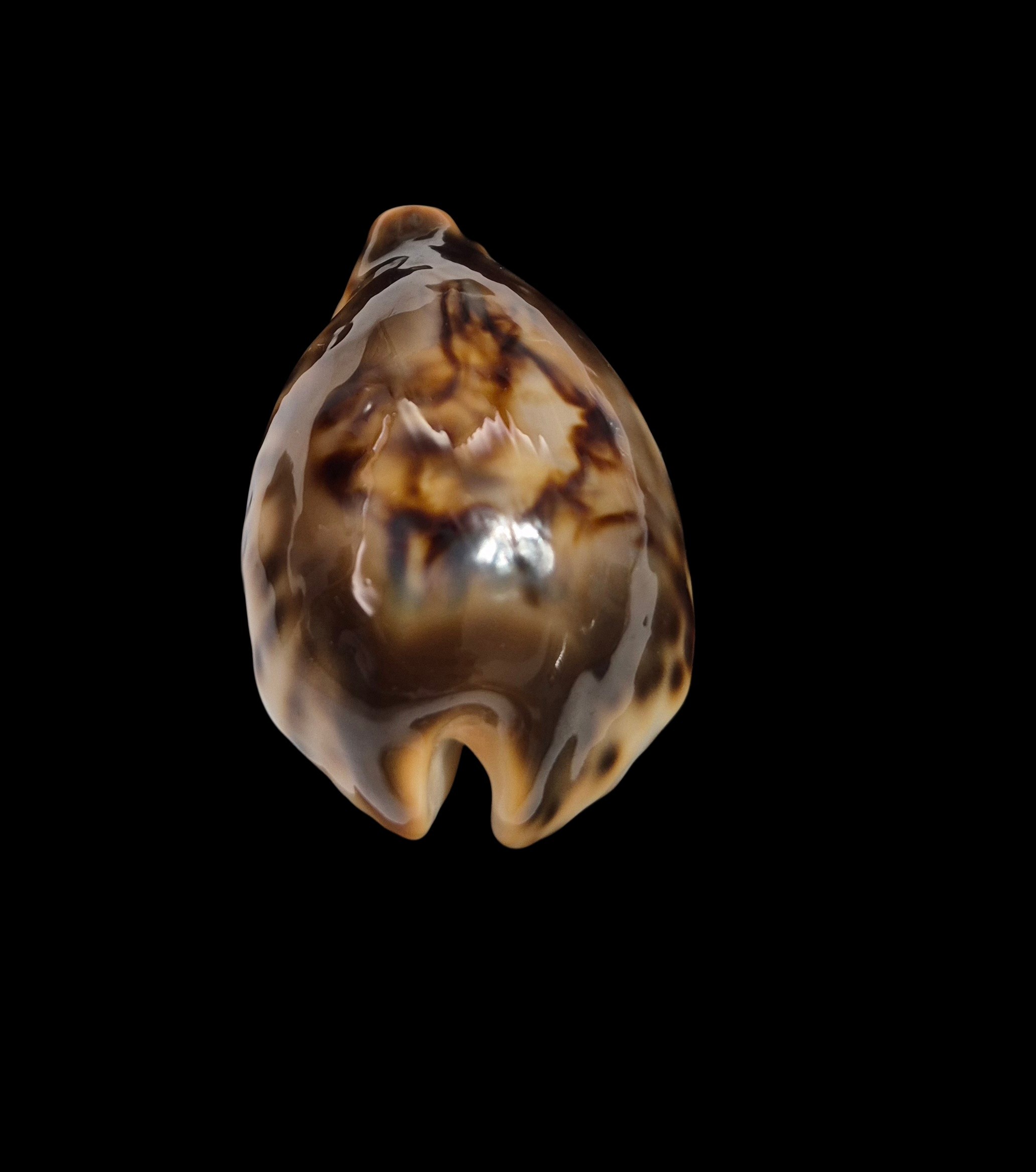 BC001 Barycypraea fultoni fultoni - A LITTLE JEWEL - Image 5