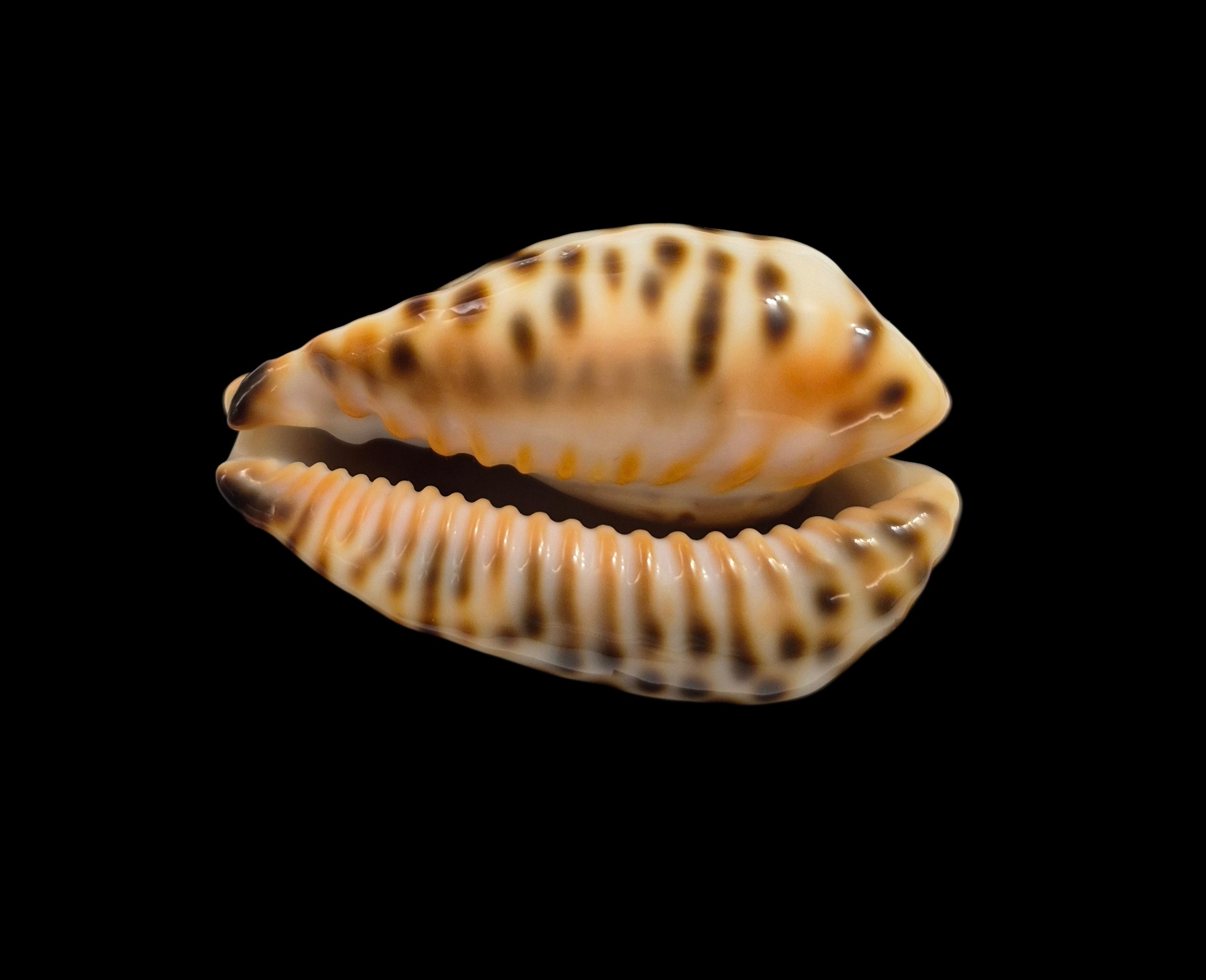 BC001 Barycypraea fultoni fultoni - A LITTLE JEWEL - Image 4
