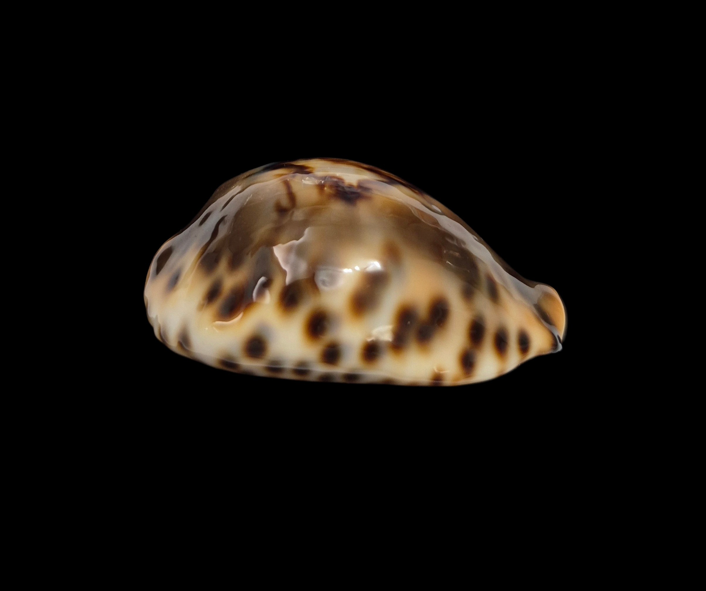 BC001 Barycypraea fultoni fultoni - A LITTLE JEWEL - Image 6