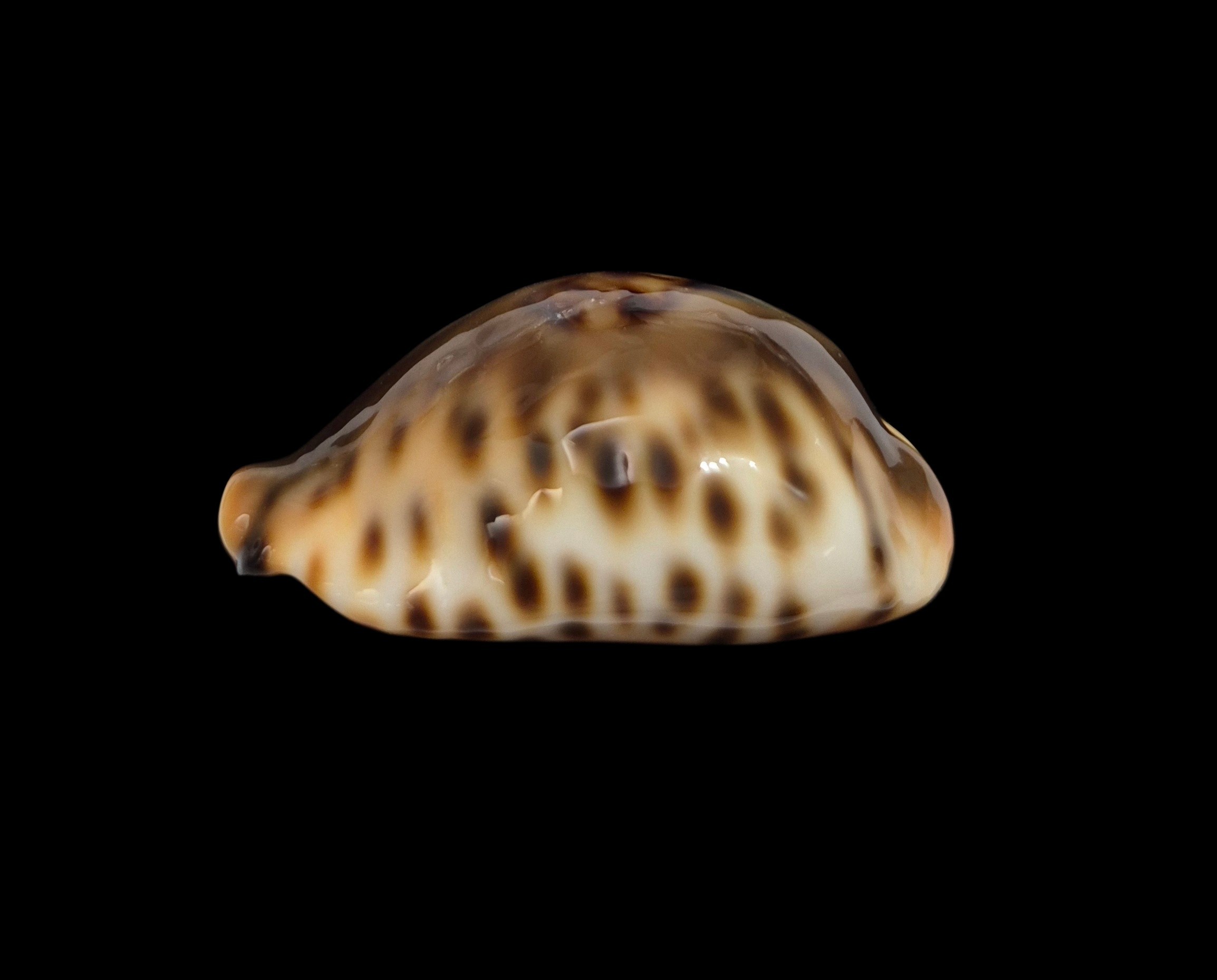 BC001 Barycypraea fultoni fultoni - A LITTLE JEWEL - Image 7
