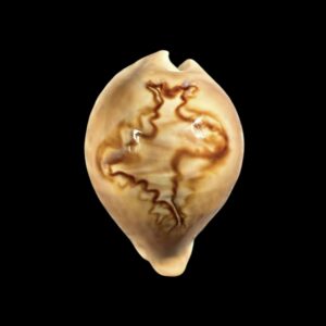 BC410 Barycypraea fultoni amorimi f. massieri