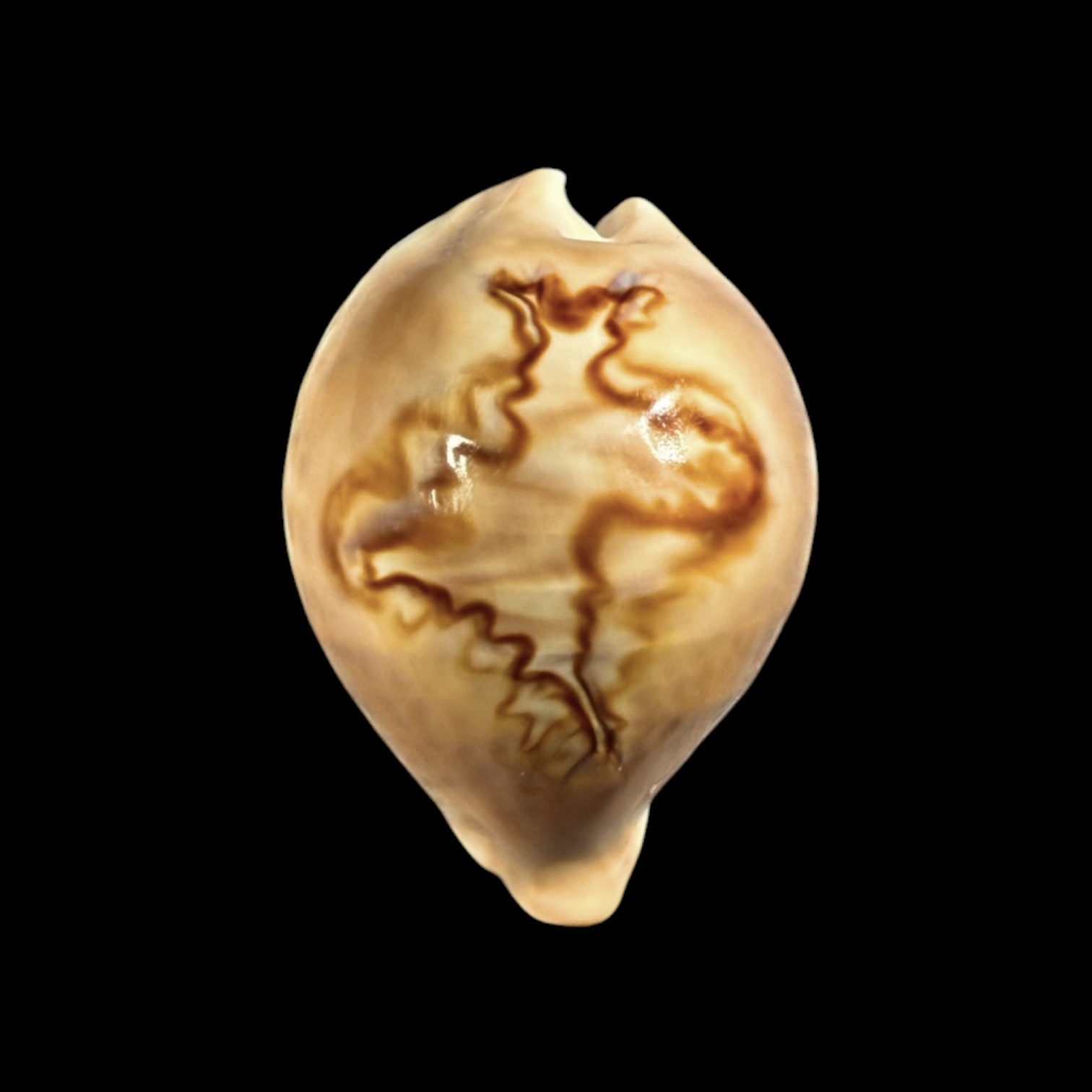 BC410 Barycypraea fultoni amorimi f. massieri