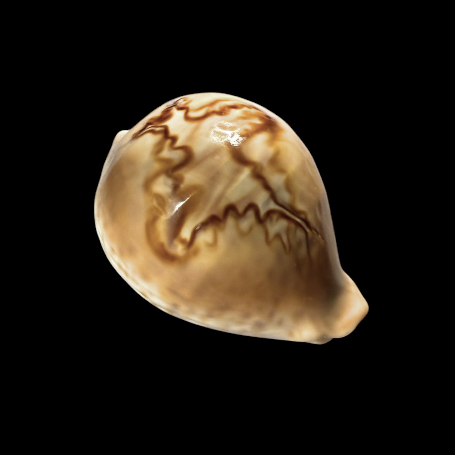 BC410 Barycypraea fultoni amorimi f. massieri - Image 2