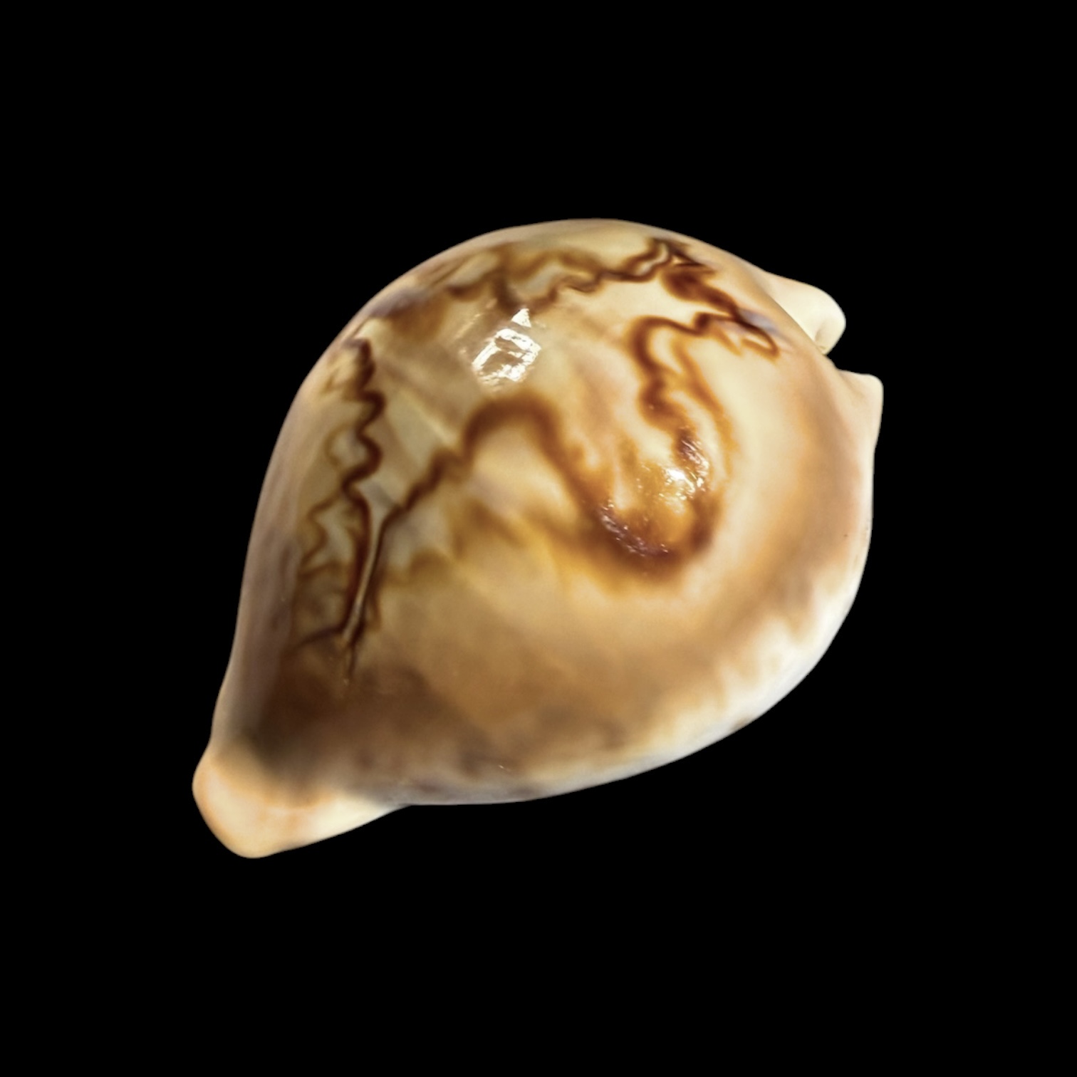 BC410 Barycypraea fultoni amorimi f. massieri - Image 3