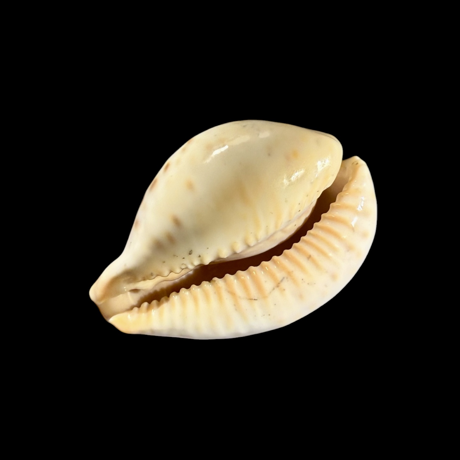 BC410 Barycypraea fultoni amorimi f. massieri - Image 4