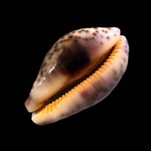 BC411 Leporicypraea mappa curvati - EXCEPTIONAL BASE