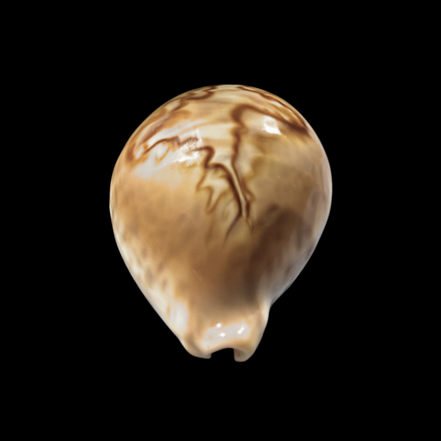 BC410 Barycypraea fultoni amorimi f. massieri - Image 6