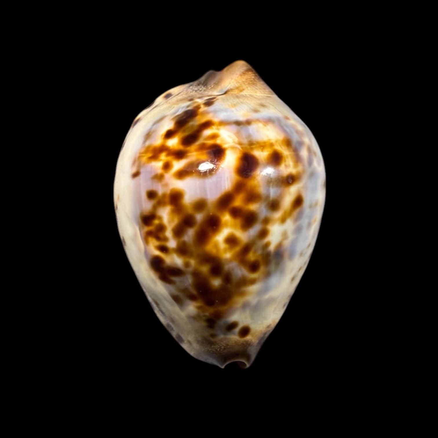 BC413 Zoila jeaniana jeaniana - CAPE CUVIER FORM