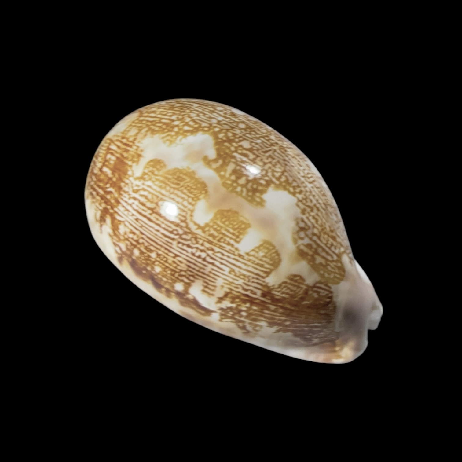 BC417 Leporicypraea mappa admirabilis - TUAMOTU FORM - Image 2