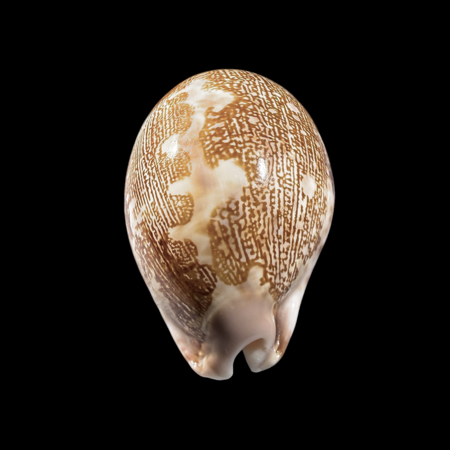 BC417 Leporicypraea mappa admirabilis - TUAMOTU FORM - Image 4