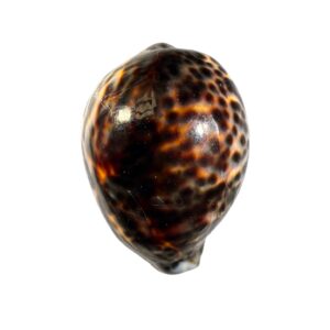 BC443 Cypraea tigris lorenzi - DARK