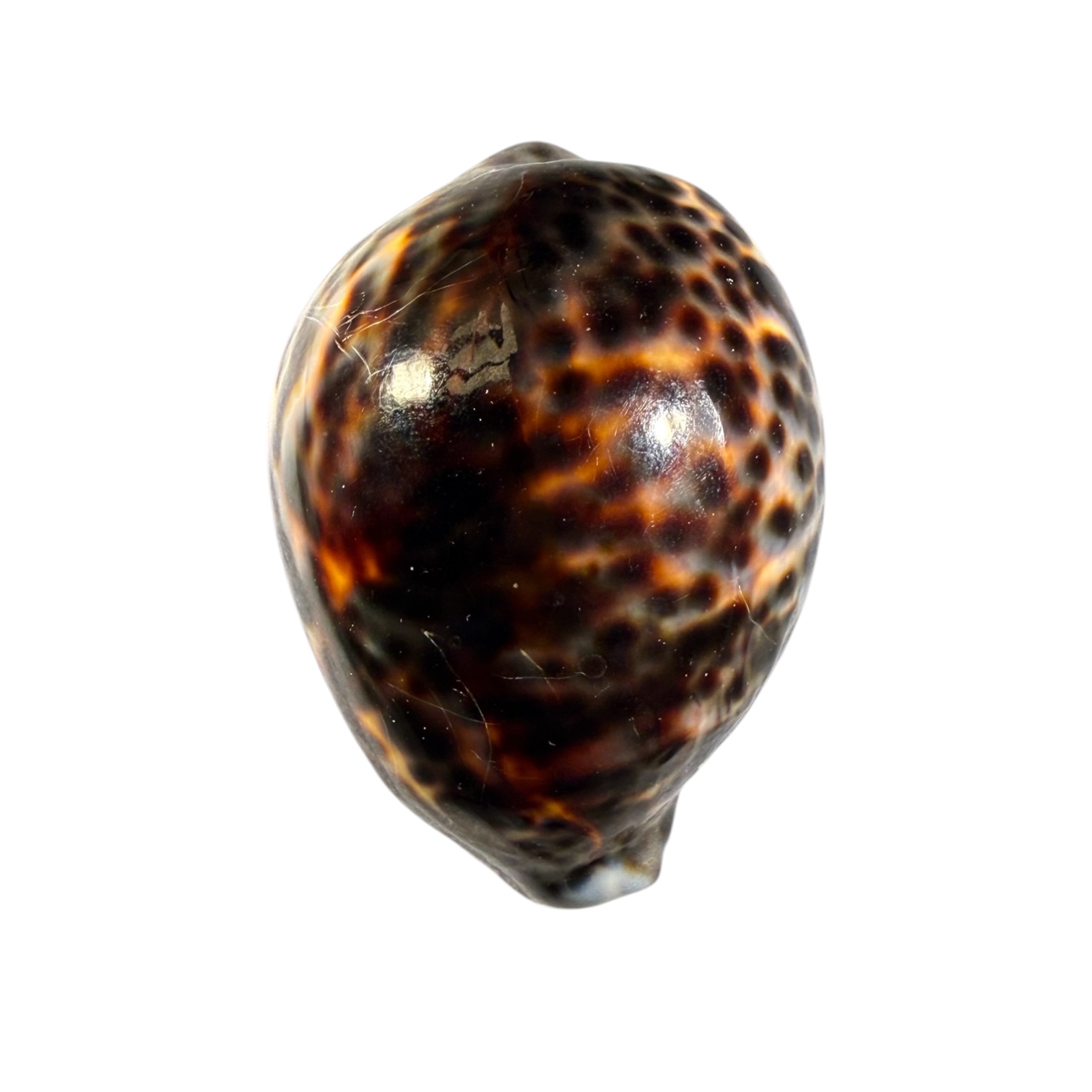 BC443 Cypraea tigris lorenzi - DARK